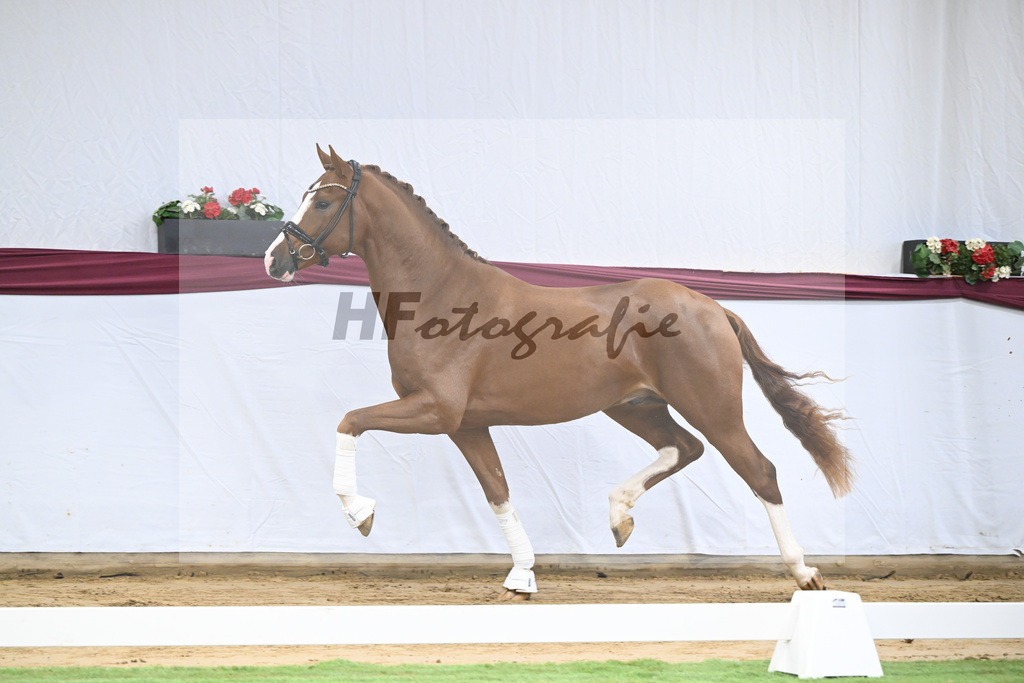 Kat-Nr. 140 Juwel x Vitalis_BG Westhoff u Rothenberger_47253154 | hf-fotografie - Realisiert mit Pictrs.com