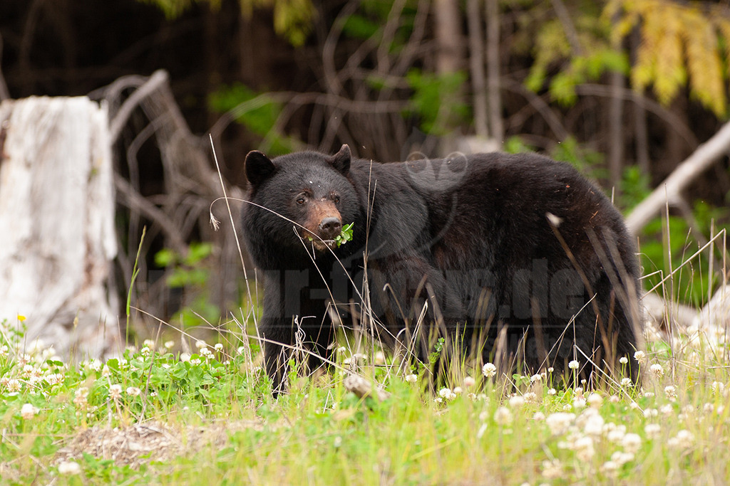20050530033638 | Der Amerikanische Schwarzbär (Ursus americanus), auch Baribal genannt, ist eine in Nordamerika lebende Raubtierart aus der Familie der Bären (Ursidae). - Realisiert mit Pictrs.com