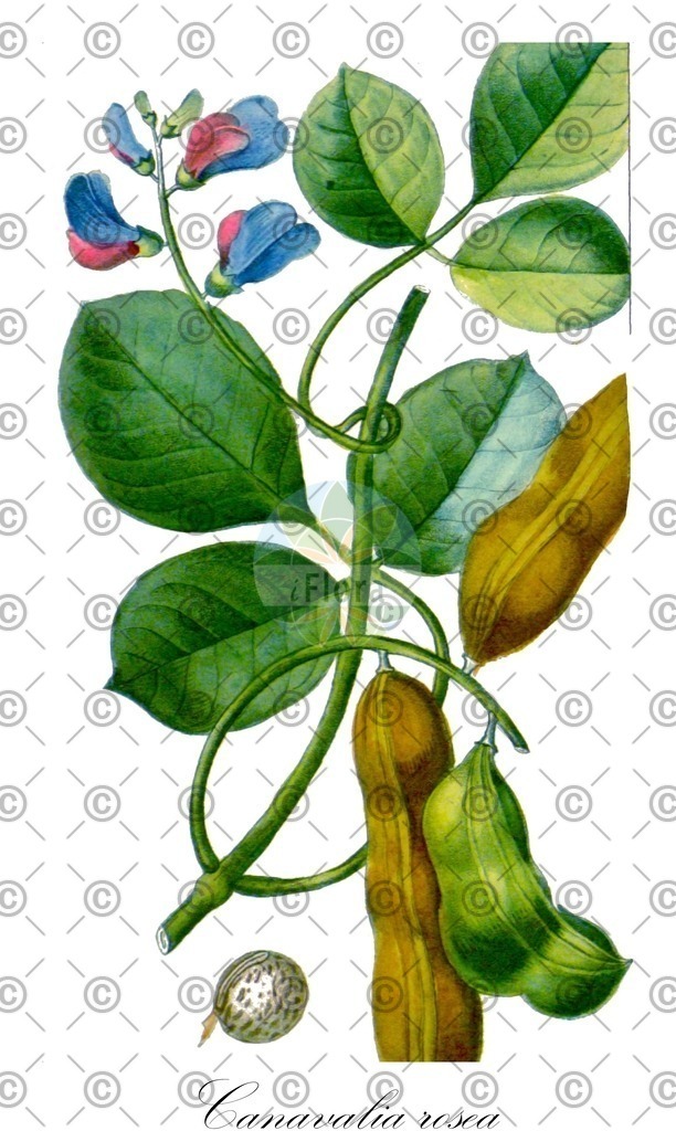 HistAbb_wfo-0000079563_1_ENZY_Simple | Historische Abbildung von Canavalia rosea - Fabaceae | Historical Illustration of Canavalia rosea - Fabaceae