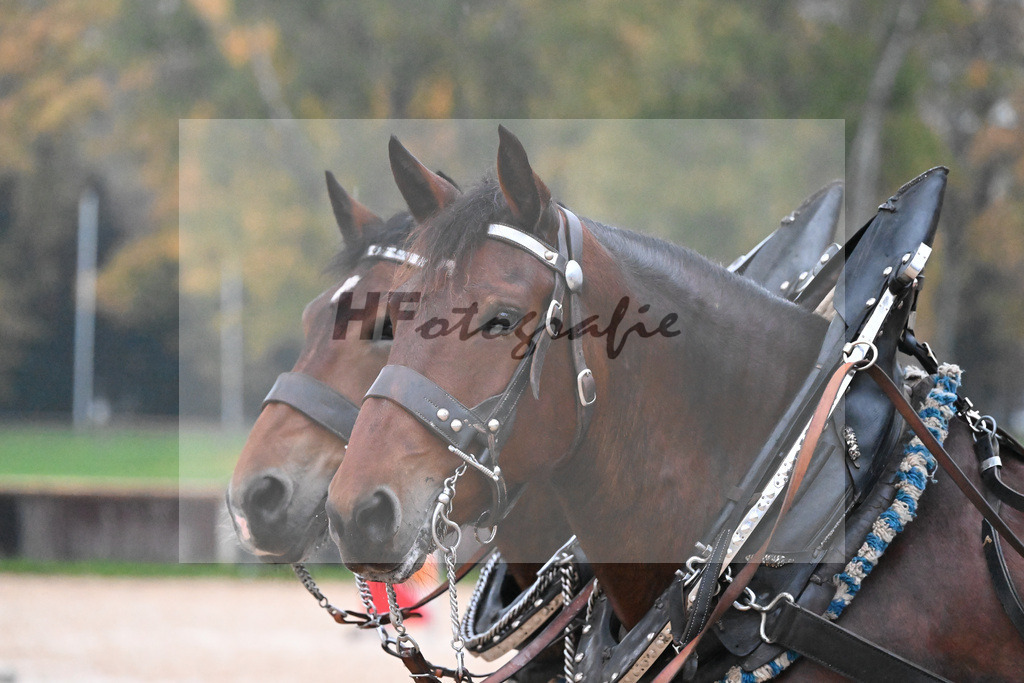 Schauprogramm_54222436 | hf-fotografie - Realisiert mit Pictrs.com