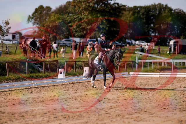 2026_10_03_Siefer-Hof_121533_Z81_16993840 | Professionelle Reitsport-, Turnier- und Eventfotografie von Robert Broda. Galerien mit ausgewählten und bearbeiteten Bildern direkt online ansehen und bestellen.
