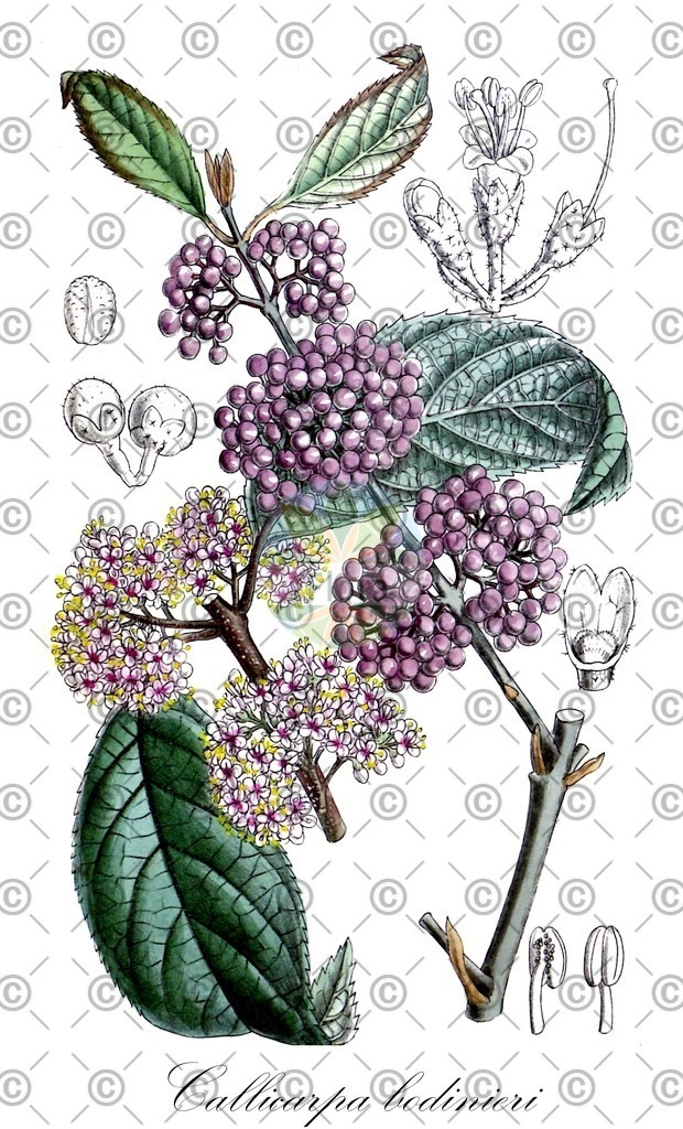 HistAbb_wfo-0000137311_1_ENZY_Simple | Historische Abbildung von Callicarpa bodinieri - Lamiaceae (Liebesperlenstrauch) | Historical Illustration of Callicarpa bodinieri - Lamiaceae