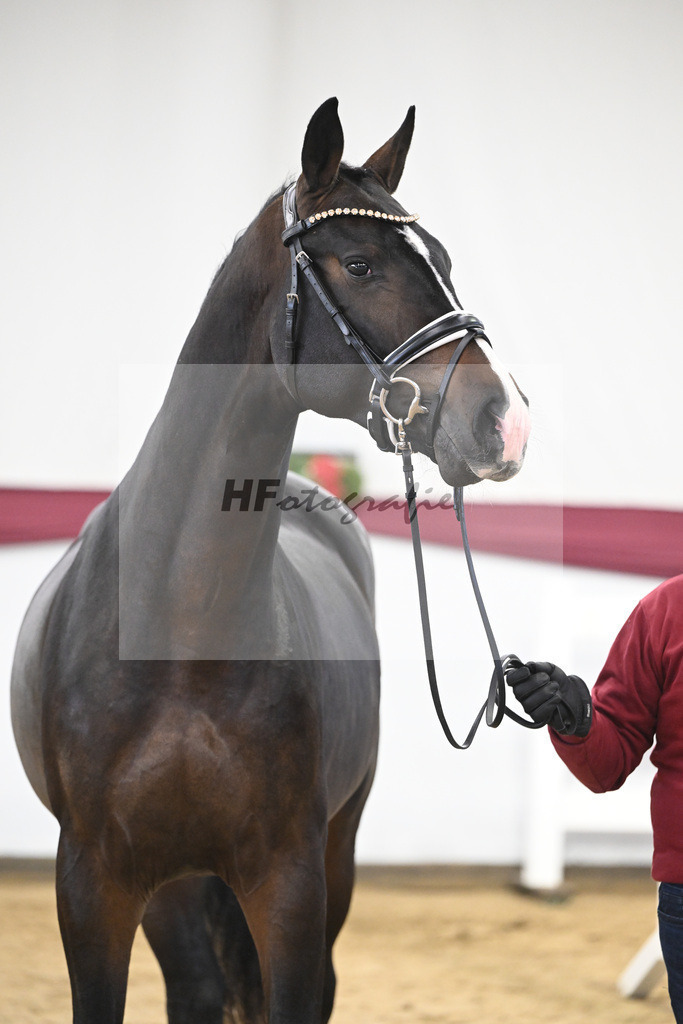 Kat-Nr. 75 Diro x Cornado I_Matthias Schlamminger_47252663 | hf-fotografie - Realisiert mit Pictrs.com