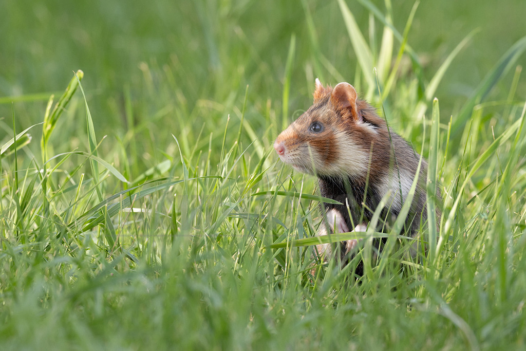 R7NF2856_20240511 | Der Feldhamster (Cricetus cricetus) ist die einzige Art der Gattung Hamster in Europa und etwa so groß wie ein Meerschweinchen. Er legt einen weit verzweigten Bau unter dem Acker an. Der hübsche Nager ernährt sich von Getreide und anderen Feldfrüchten und hält von circa Oktober bis April einen festen Winterschlaf. - Realisiert mit Pictrs.com
