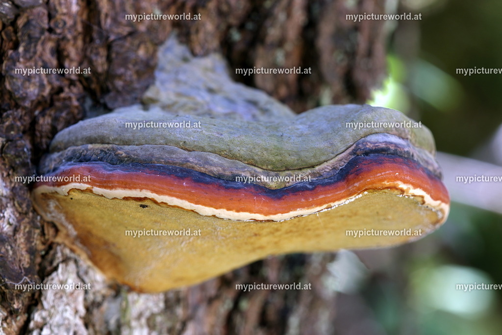 Zunderschwamm-001 | Das Bilderarchiv über Tiere, Planzen und Landschaften. In der Bilddatenbank finden Sie ein große Auswahl an hochwertigen Bilder für Ihre Werbung - Realisiert mit Pictrs.com