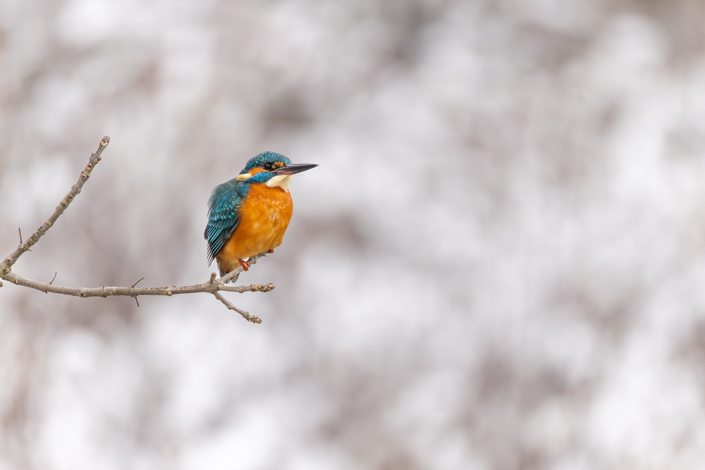 Der Eisvogel | Der Eisvogel (Alcedo atthis) ist aufgrund seines leuchtend bunten Gefieders und seiner pfeilschnellen Jagdweise eine der auffälligsten und schönsten Vogelarten Mitteleuropas. Er wird oft als "fliegender Edelstein" bezeichnet und dient als wichtiger Indikator für die Gesundheit und Naturnähe von Gewässern. - Realisiert mit Pictrs.com