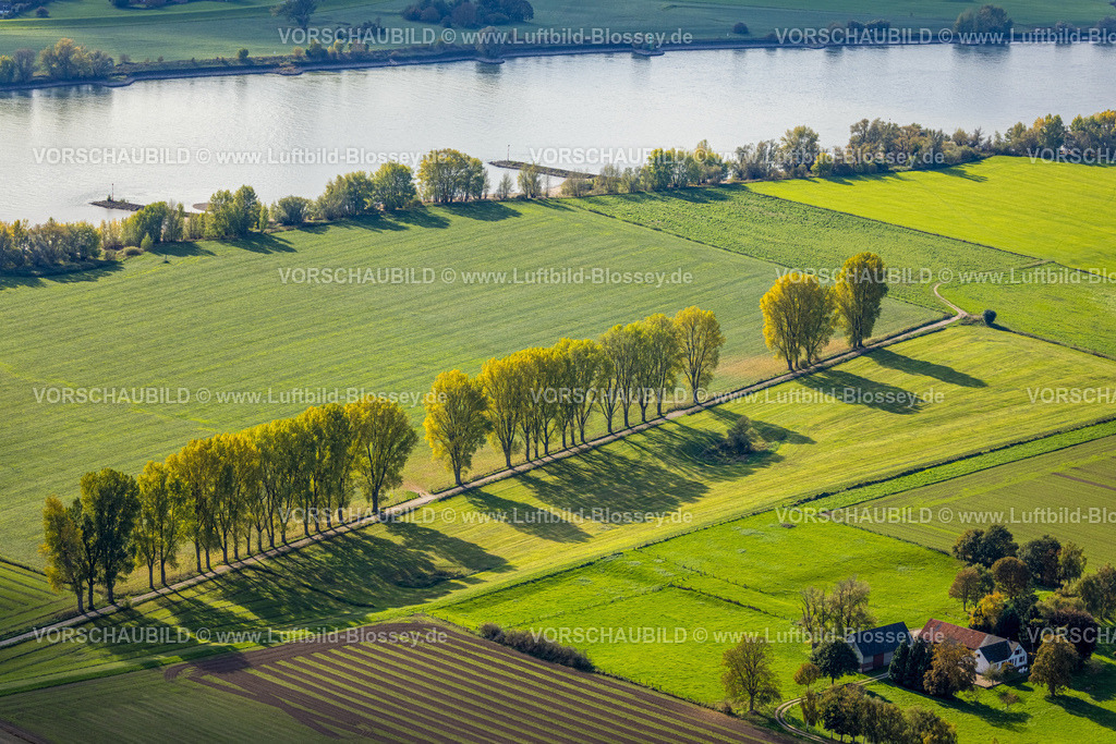 Rees251004891 | Luftbild, Baumallee mit Schattenwurf auf einer Wiese am Fluss Rhein, herbstliche Bäume, Rees, Niederrhein, Nordrhein-Westfalen, Deutschland