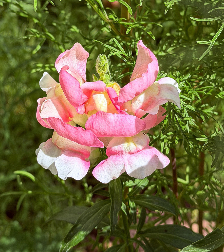 Zartes Löwenmaul: Sommerliche Pastellmagie im Detail | Ein Hauch von Romantik und floraler Leichtigkeit für deine Räume. Diese feine Makroaufnahme fängt die faszinierende Schönheit eines blühenden Löwenmäulchens in Perfektion ein. Das harmonische Zusammenspiel aus softem Pastellrosa, zartem Gelb und dem tiefen, natürlichen Grün des Hintergrunds bringt die Frische eines Sommergartens direkt an deine Wand. Ein beruhigendes und elegantes Naturbild, das eine harmonische Wohlfühloase schafft. Hervorragend geeignet als glänzender Acrylglas-Print für maximale Tiefenwirkung oder als klassische Leinwand für einen sanften, wohnlichen Look. - Realisiert mit Pictrs.com