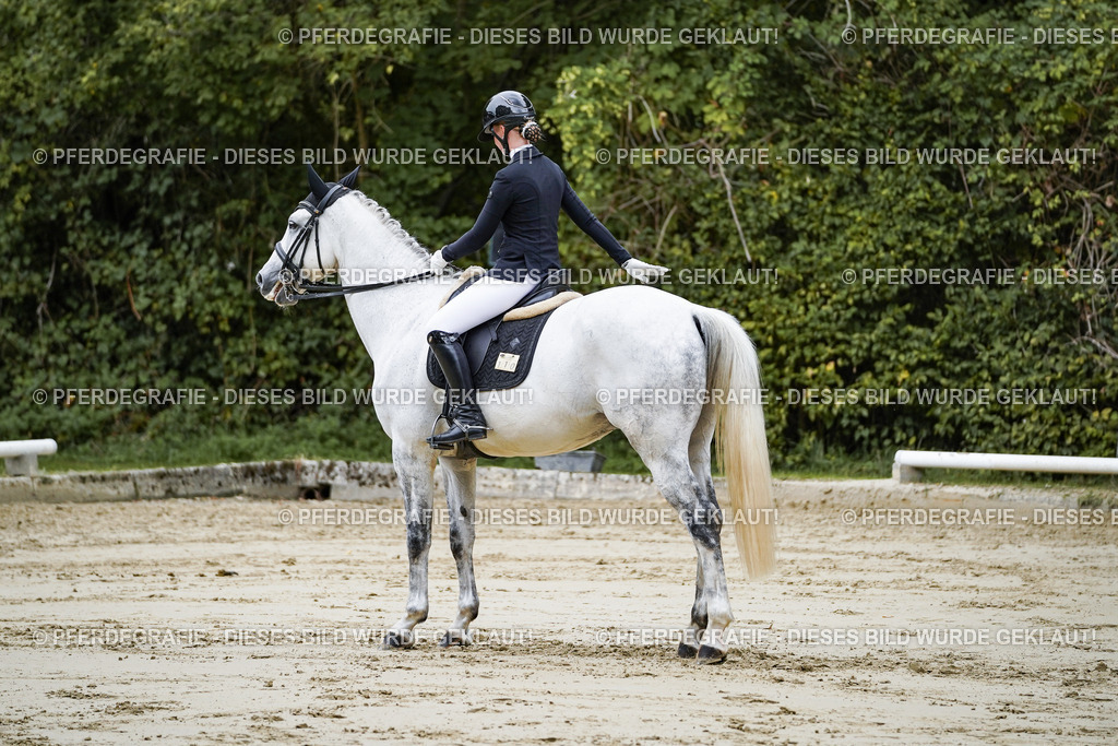 DSC08626 | Pferdegrafie