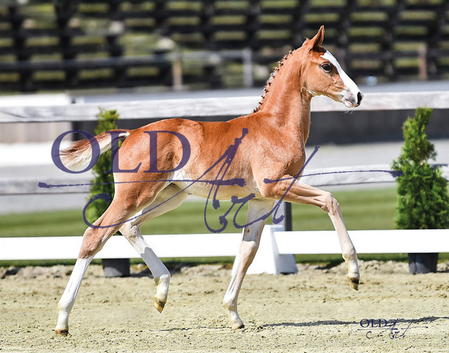 9 Eclair DE433330743623 FoE Escanto PS - Totilas | <meta name="description" content="★Offizieller Merchandise und Foto-/Videostore des Oldenburger Verbandes.★ ✅Jetzt auch digital Ausdrucke erhältlich." />
<meta name="keywords" content="Merchandise Foto-/Videostore Oldenburger Verband Photographie 