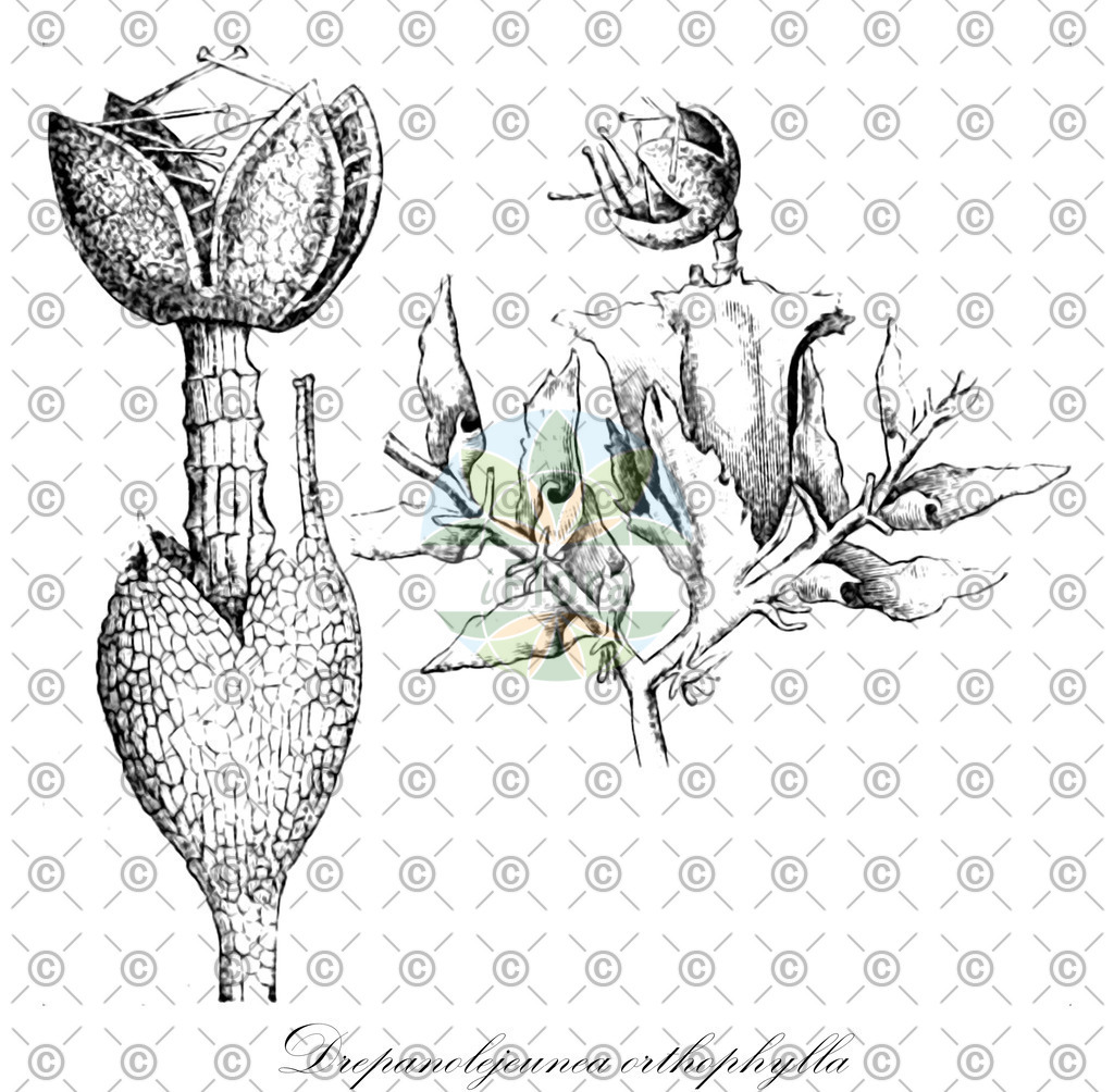 HistAbb_wfo-0000865094_1_ENZY_Simple | Historische Abbildung von Drepanolejeunea orthophylla - Lejeuneaceae | Historical Illustration of Drepanolejeunea orthophylla - Lejeuneaceae