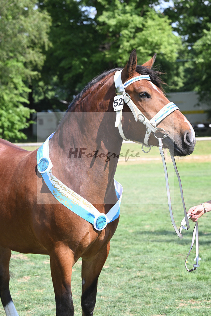 Kat-Nr. 52 Goldy_Weyer_20231450 | hf-fotografie - Realisiert mit Pictrs.com