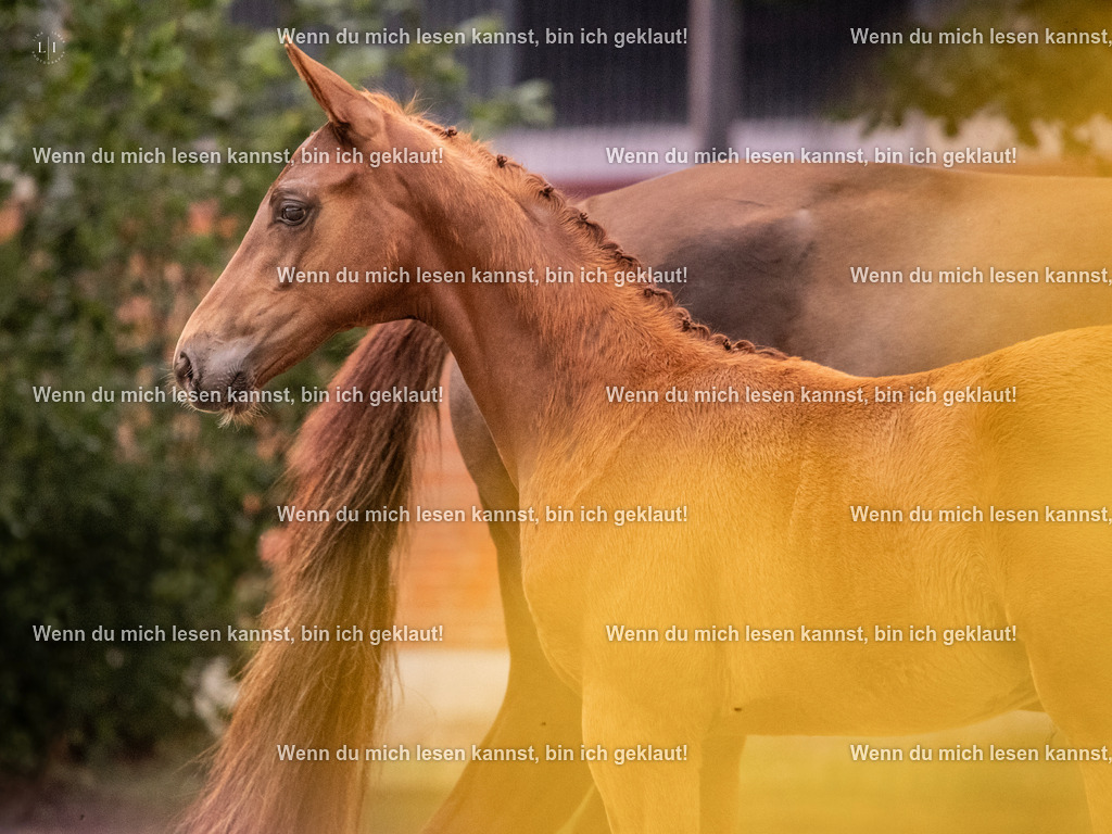 A10I6901 | photographylinaismer - Realisiert mit Pictrs.com