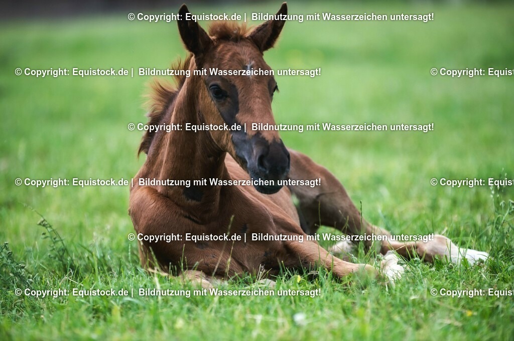 20210617_Fohlen_0310 | Foto: Thomas Hartig