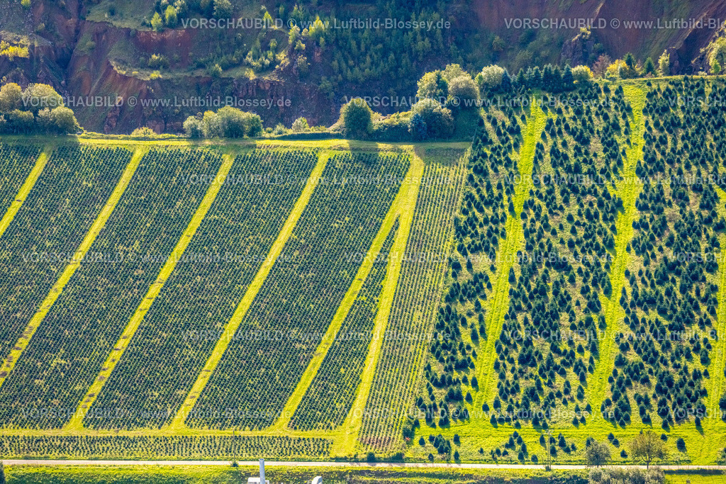 Sundern230905094 | Luftbild, Weihnachtsbaumplantage, Formen und Farben, Westenfeld, Sundern, Sauerland, Nordrhein-Westfalen, Deutschland