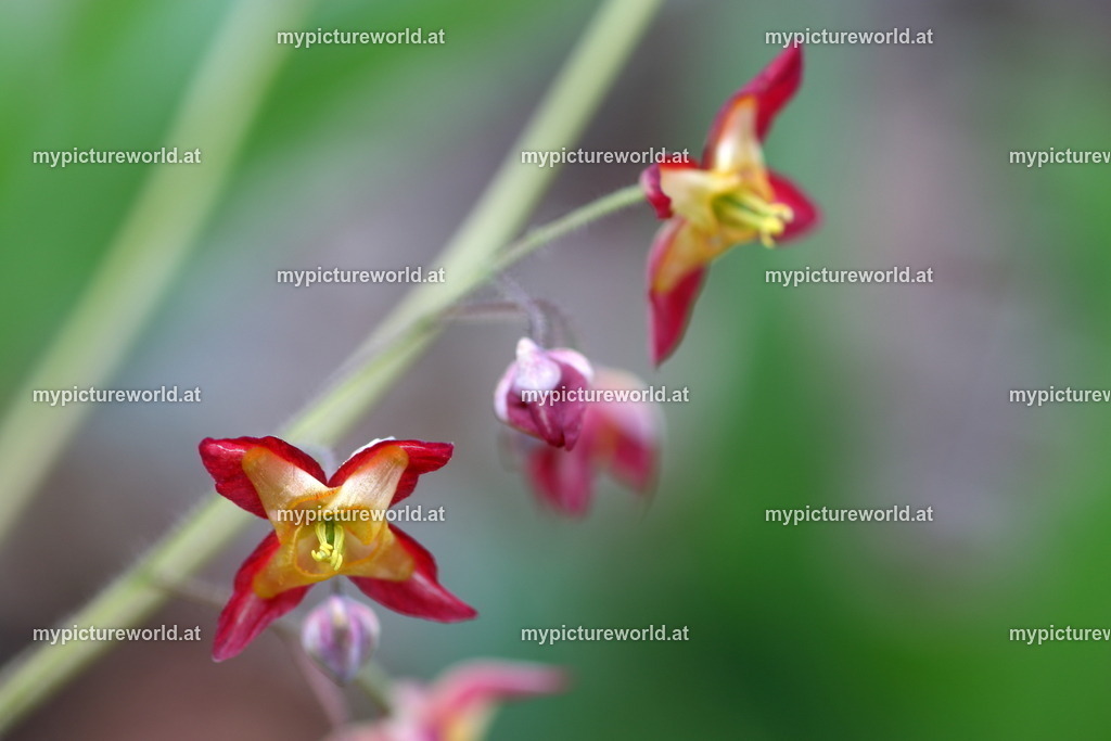 Alpen-Sockenblume-004 | Das Bilderarchiv über Tiere, Planzen und Landschaften. In der Bilddatenbank finden Sie ein große Auswahl an hochwertigen Bilder für Ihre Werbung - Realized with Pictrs.com