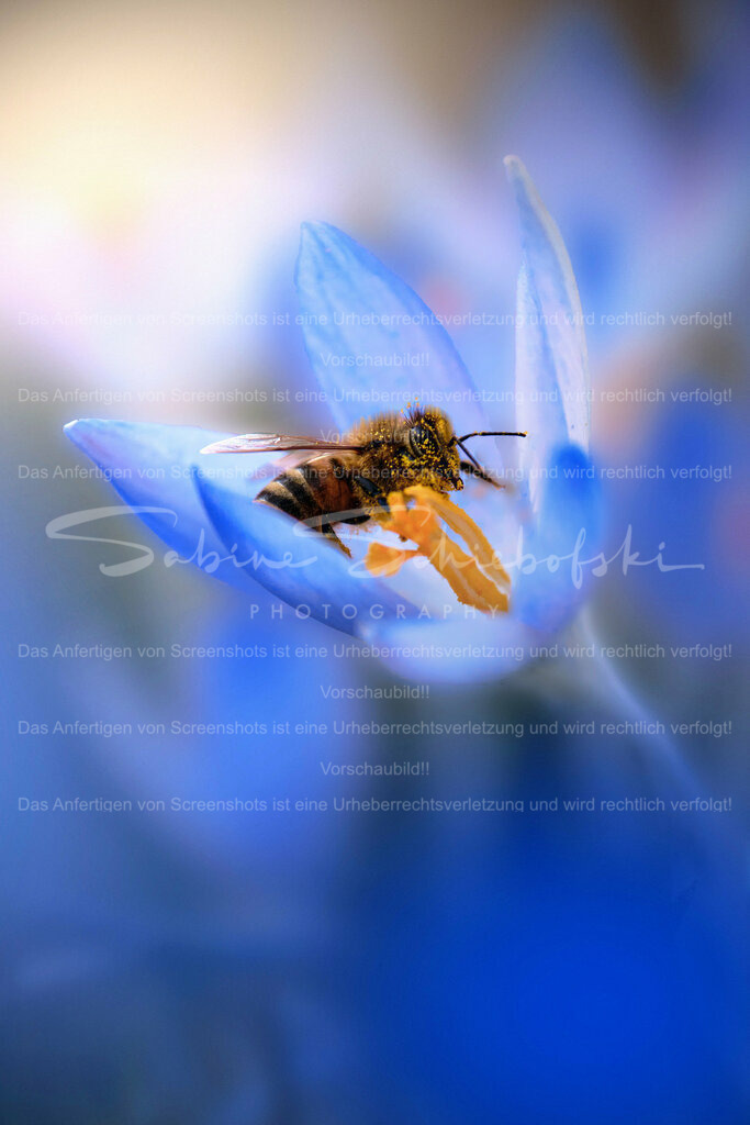 Wandbild Krokus mit Biene | People- und Tierfotografie, Imageaufnahmen, Veranstaltungsfotografie und Wandbilder aus der Natur ★ Made in Germany ✔️ Druck + Downloads ✔️ Naturfotografie in Top Qualität ★ schneller Versand, weltweite Lieferung! - Realisiert mit Pictrs.com