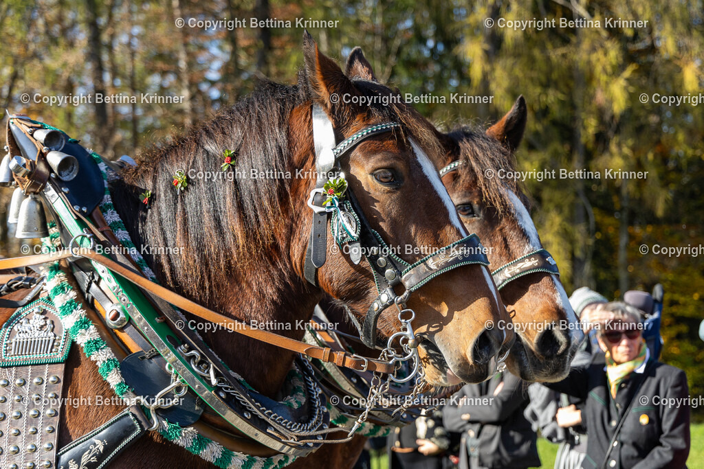LBT24-1293 | foto-bettina-krinner - Realisiert mit Pictrs.com