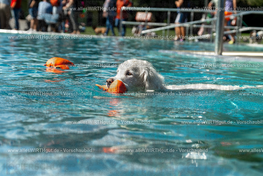 Hundeschwimmen_Volksbad_2026-allesWIRTHgut_Tierfotografie-2609061307-121750-7R500534 | Professionelle Tierfotografie in Mönchengladbach von Daniel Wirth (allesWIRTHgut). Liebevolle & natürliche Bilder von Hunden & Katzen für unvergessliche Erinnerungen.
