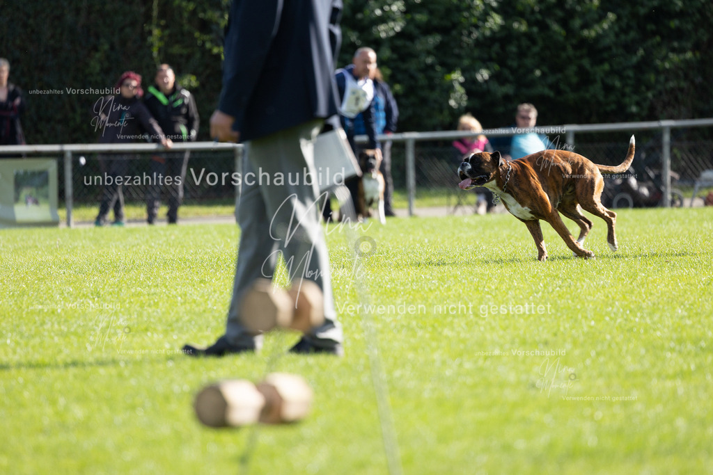 _16A5286 | Einzigartige Fotos von Hunden & Menschen –Actionfotos, Portraits, Vereinsaufnahmen & Paarshootings – authentisch, lebendig & mit Herz.