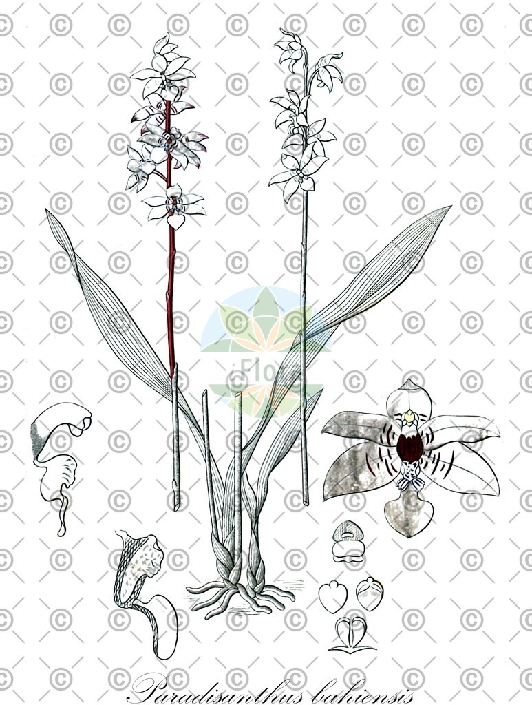 HistAbb_wfo-0000467217_1_ENZY_Simple | Historische Abbildung von Paradisanthus bahiensis - Orchidaceae | Historical Illustration of Paradisanthus bahiensis - Orchidaceae