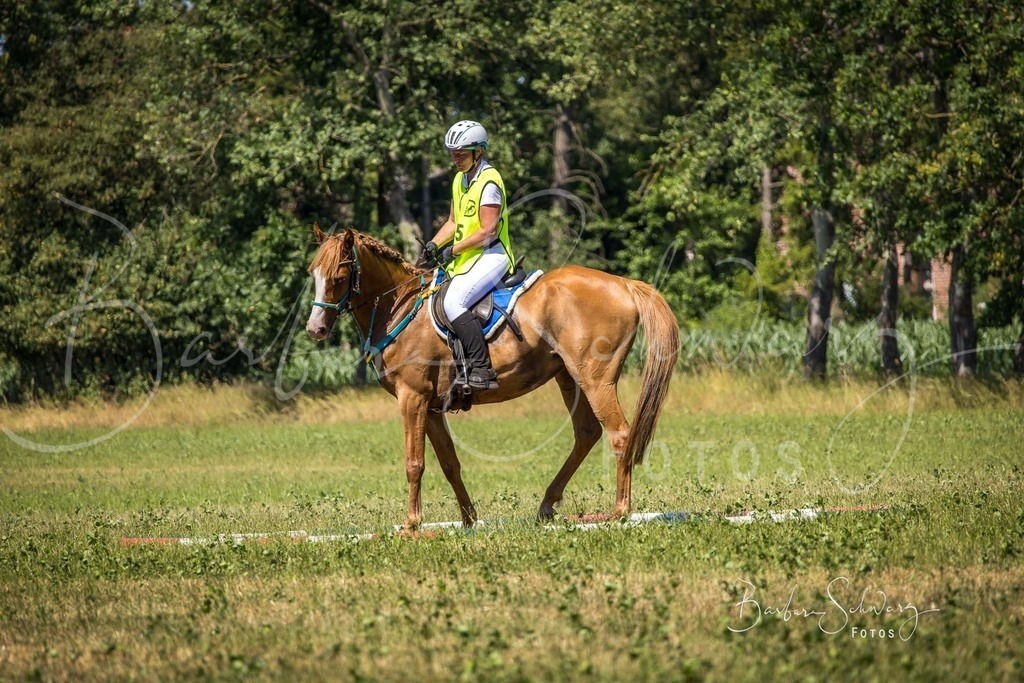 CJP_2026-06-26_117 | Stimmungsvolle Fotografie von Pferden, fotografische Begleitung von Veranstaltungen, Golfturnieren und Distanzritten - Realisiert mit Pictrs.com
