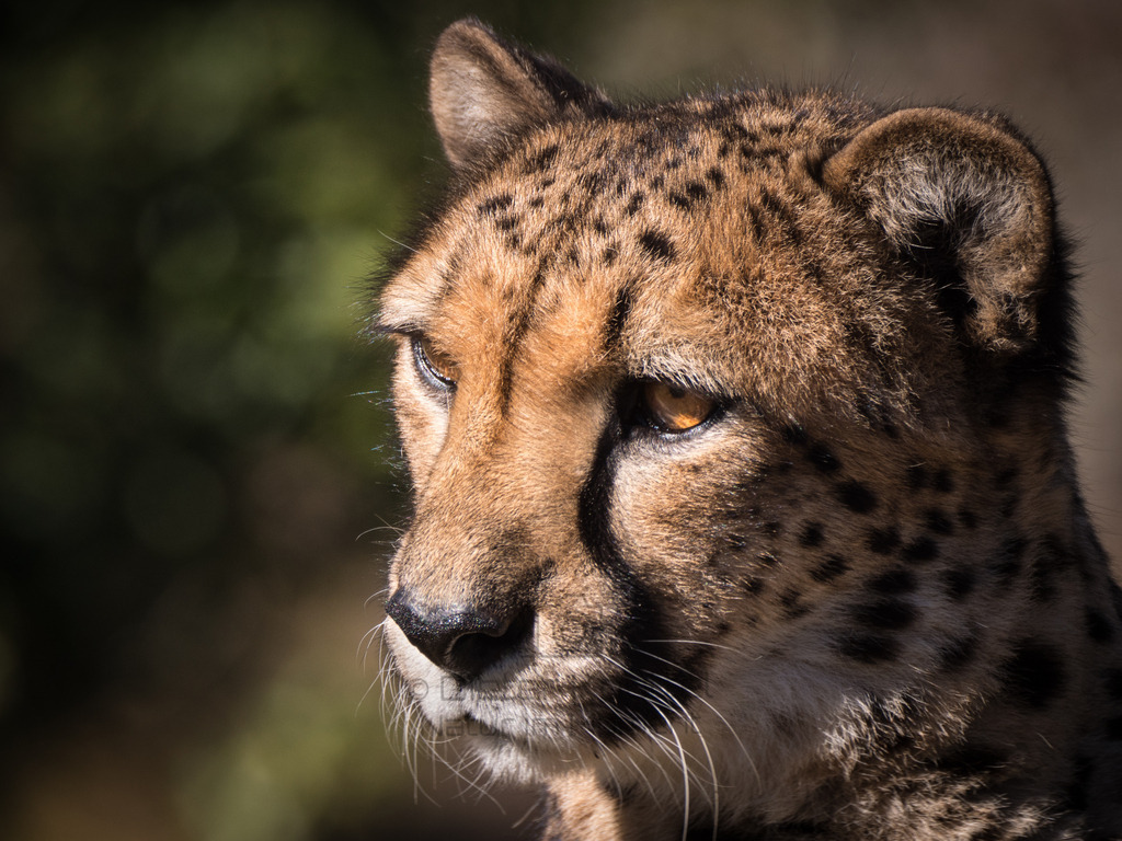 Gepard | Ein Gepard in der Sonne in Süd-Afrika - Realisiert mit Pictrs.com
