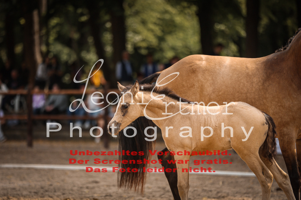 SaFohlen00188 | Leoni Ertmer Photography - Realisiert mit Pictrs.com