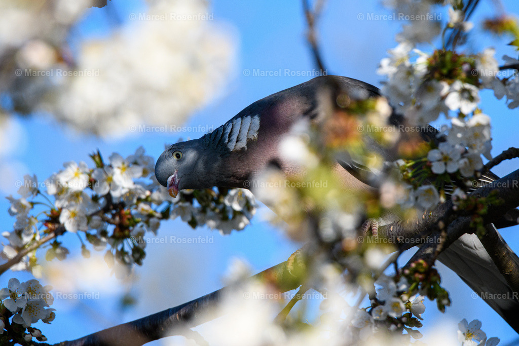 _DSC2925 | foto-rosenfeld