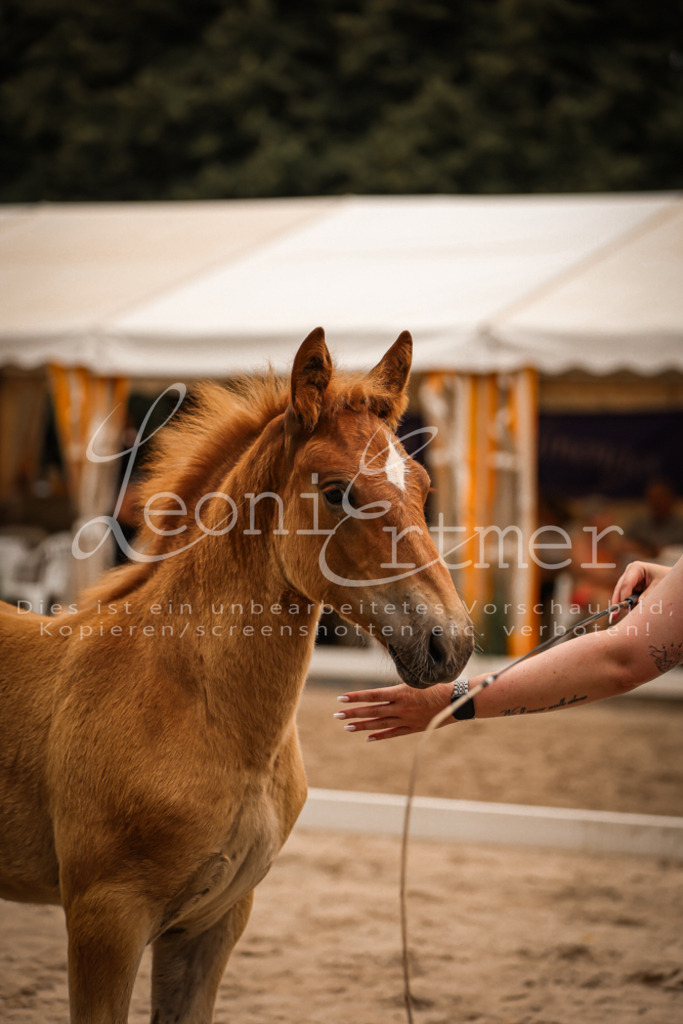 SaHF00015 | Leoni Ertmer Photography - Realisiert mit Pictrs.com