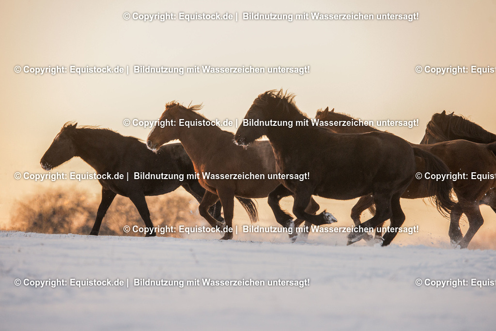 TS_20170106_Pferdeherde_im_Schnee_0001 | Foto: Thomas Hartig