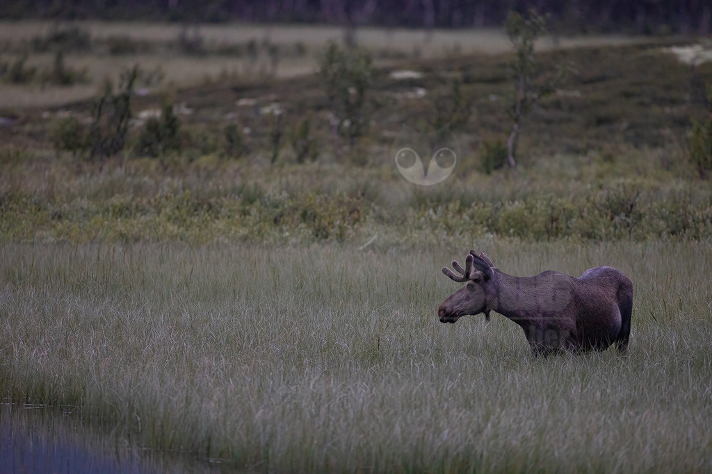 R6NF8244-20230727 | Der Elch ist der größte Vertreter aus der Familie der Hirsche. Sein aktuelles Verbreitungsgebiet erstreckt sich über die gesamte Nordhalbkugel. - Realisiert mit Pictrs.com