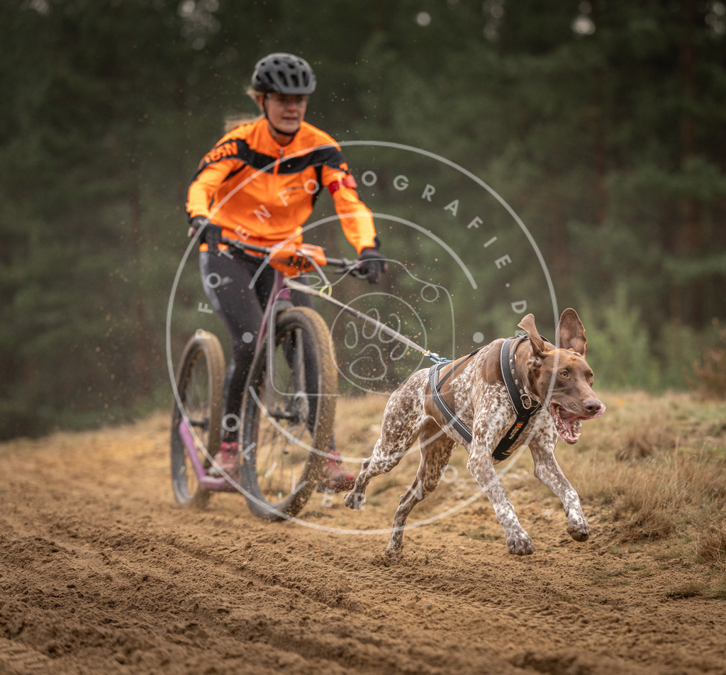 Pfotenfotografie_DV3A4840 | Hundefotografie, Tierfotograf, Pfotenfotografie, Fotoshooting Hund, Hunde Portrait, Hundesport, Hundeportraits, Heideshooting, Hunde, Sportfotograf, Hundefotograf, Turnierhundsport, THS,  - Realisiert mit Pictrs.com