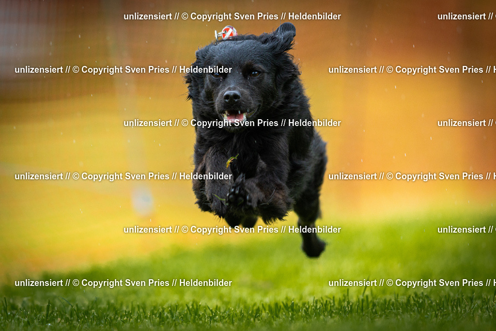 Sven Pries | 2025-09-21 - Hunderennen Baden-Oos - Realisiert mit Pictrs.com