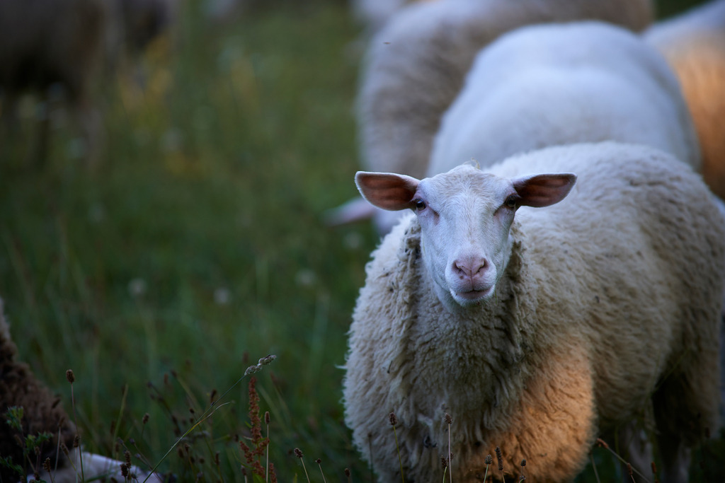 Schafherde im Morgenlicht | Hochschlag, Austria - August 16, 2013: Schafherde im Morgenlicht. - Realisiert mit Pictrs.com