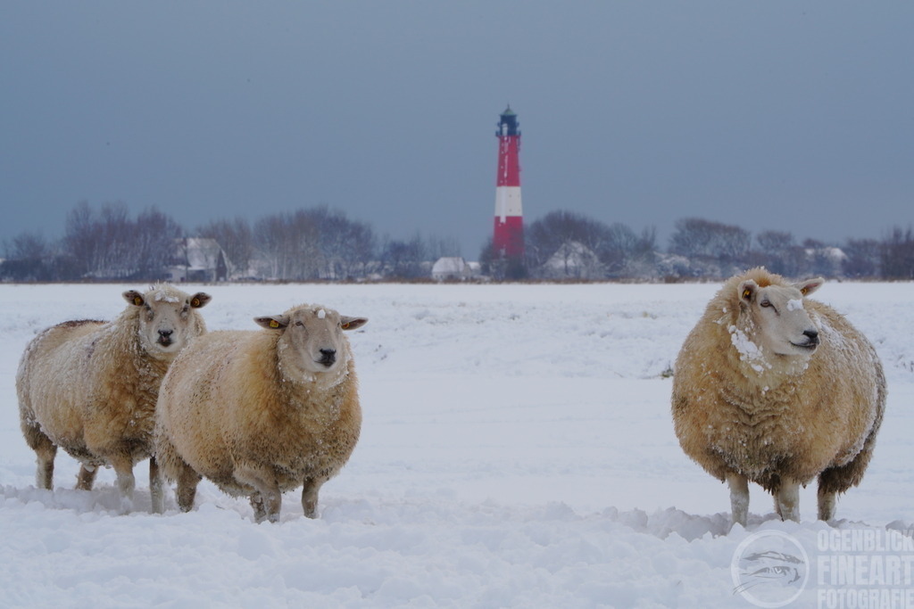 DSC08226 | Björn Thiemann; Ogenblick.de; Fotografie; Photograph; Landscape, Pellworm, Schleswig-Holstein; Inselfotograf; Inselfotografien; Wattenmeer; National-Park; Naturschutzgebiet; Leuchtturm; Lighthouse; Leinwandbilder; Kalender; Pellworm Kalender;  - Realisiert mit Pictrs.com