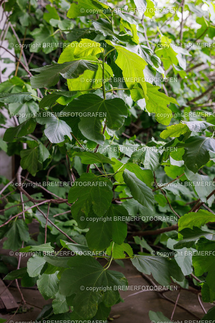 1H0A5688 | Eine Hommage an Bremen. Einzigartige Fotografien und Drohnenaufnahmen von Bremer Fotografen zum Staunen und auch zum Kaufen.