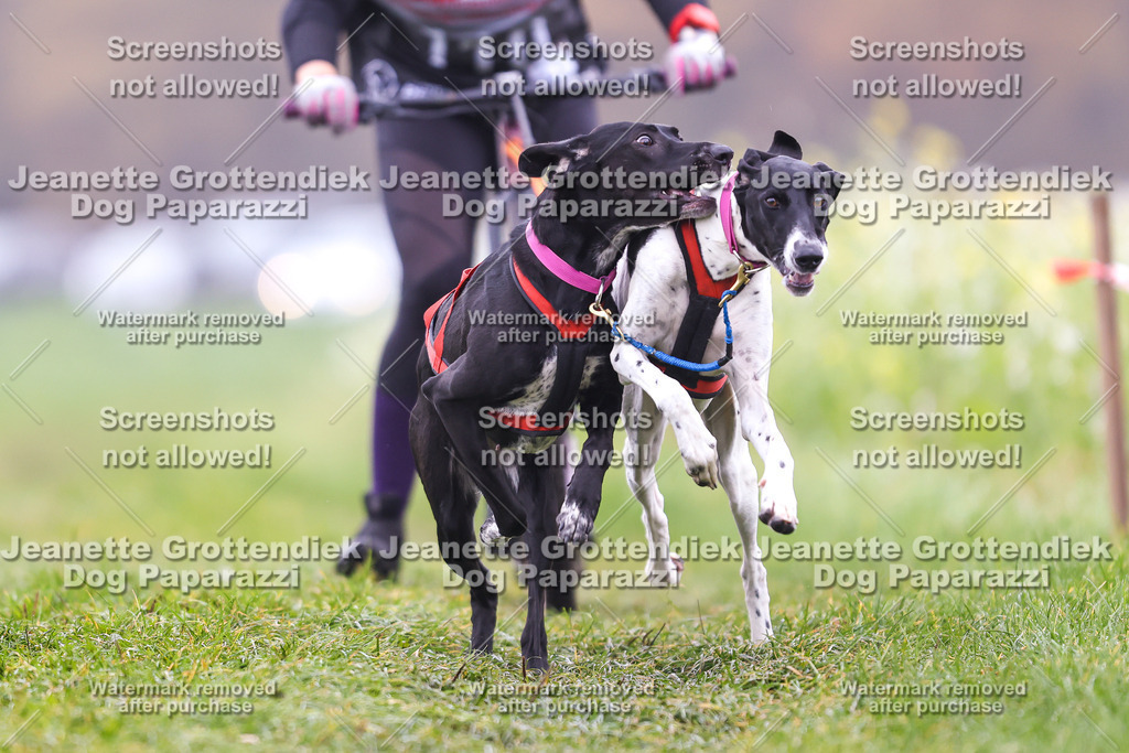 Dog Paparazzi - Visbeck 25 -87 | Dog Paparazzi Jeanette Grottendiek Fotografie & Videografie - Realisiert mit Pictrs.com
