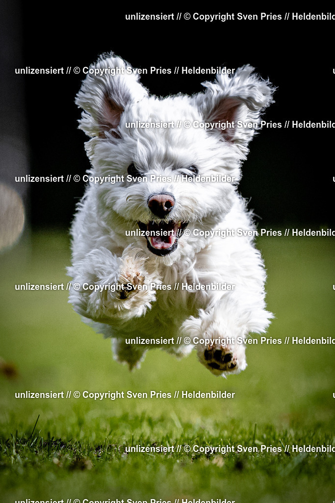 Sven Pries | 2025-10-03 - Hunderennen Obergrombach - Realisiert mit Pictrs.com