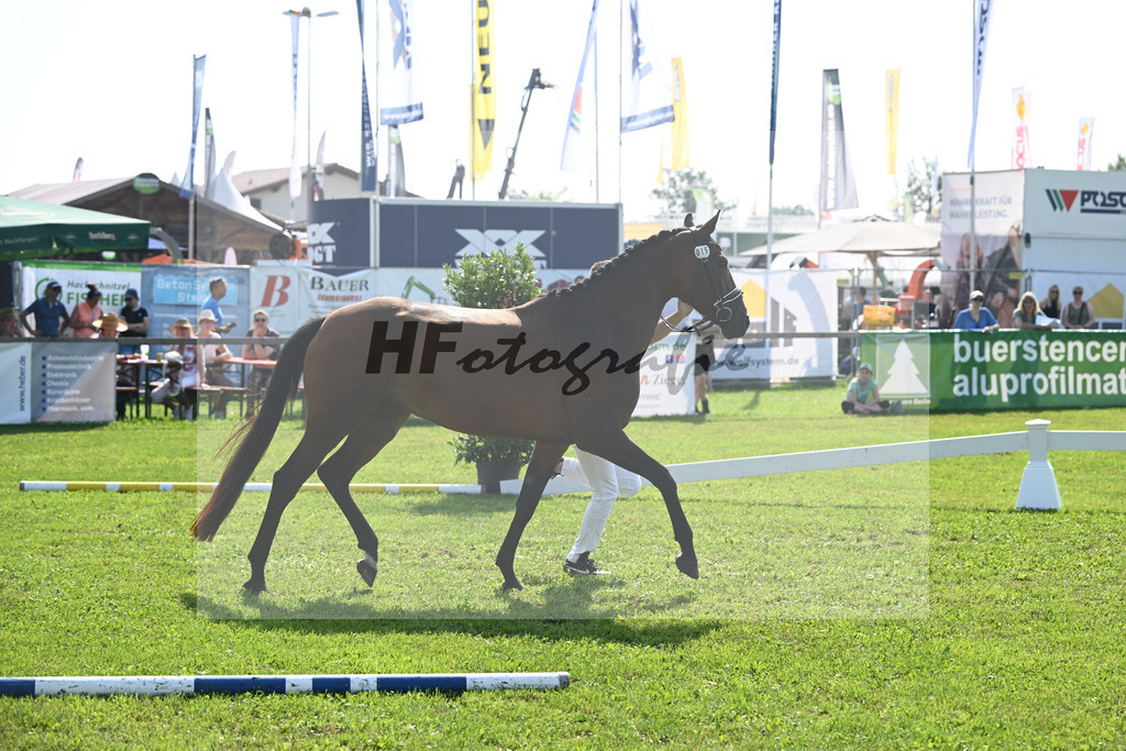 Kat-Nr. 15 nn v. Stakkato Gold_Kelberger_34240359 | hf-fotografie - Realisiert mit Pictrs.com