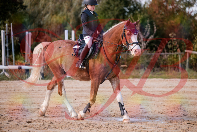 2026_10_03_Siefer-Hof_144325_Z81_17013778 | Professionelle Reitsport-, Turnier- und Eventfotografie von Robert Broda. Galerien mit ausgewählten und bearbeiteten Bildern direkt online ansehen und bestellen.
