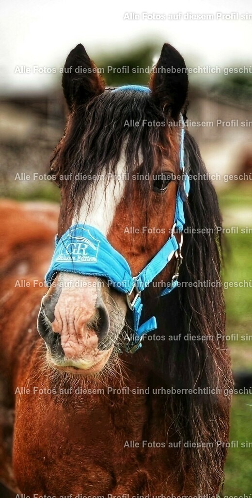 eZy_watermark_14-08-2023_09-52-12-01_2 | krollfotografie - Realisiert mit Pictrs.com