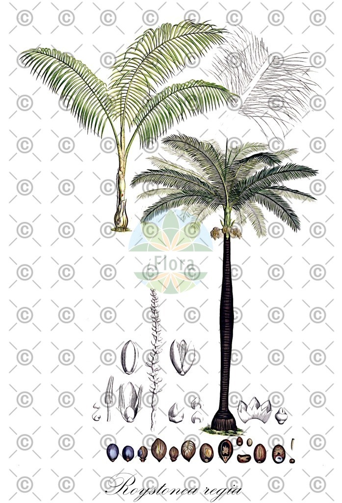 HistAbb_wfo-0001174913_1_ENZY_Simple | Historische Abbildung von Roystonea regia - Arecaceae | Historical Illustration of Roystonea regia - Arecaceae (cuban royal palm;florida royal palm;palmier royal)