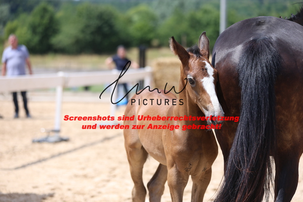 Fohlenschau_Schwäbisch_Hall_springbetonte_Fohlen_KN 20_6 | lmwpictures - Realisiert mit Pictrs.com