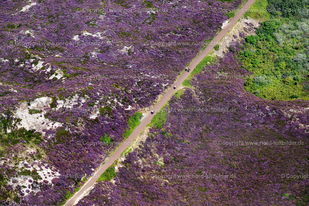 Sylt_Kampen_Radweg_Radfahrer_Heide_Blüte_ELS_4173130825 | KAMPEN (SYLT) 13.08.2025 Streckenführung des Rad- Weges an der Lister Straße in Kampen (Sylt) auf der Insel Sylt im Bundesland Schleswig-Holstein, Deutschland. // Route of the cycle path on Lister Strasse in Kampen (Sylt) on the island of Sylt in the federal state of Schleswig-Holstein, Germany. Foto: Martin Elsen