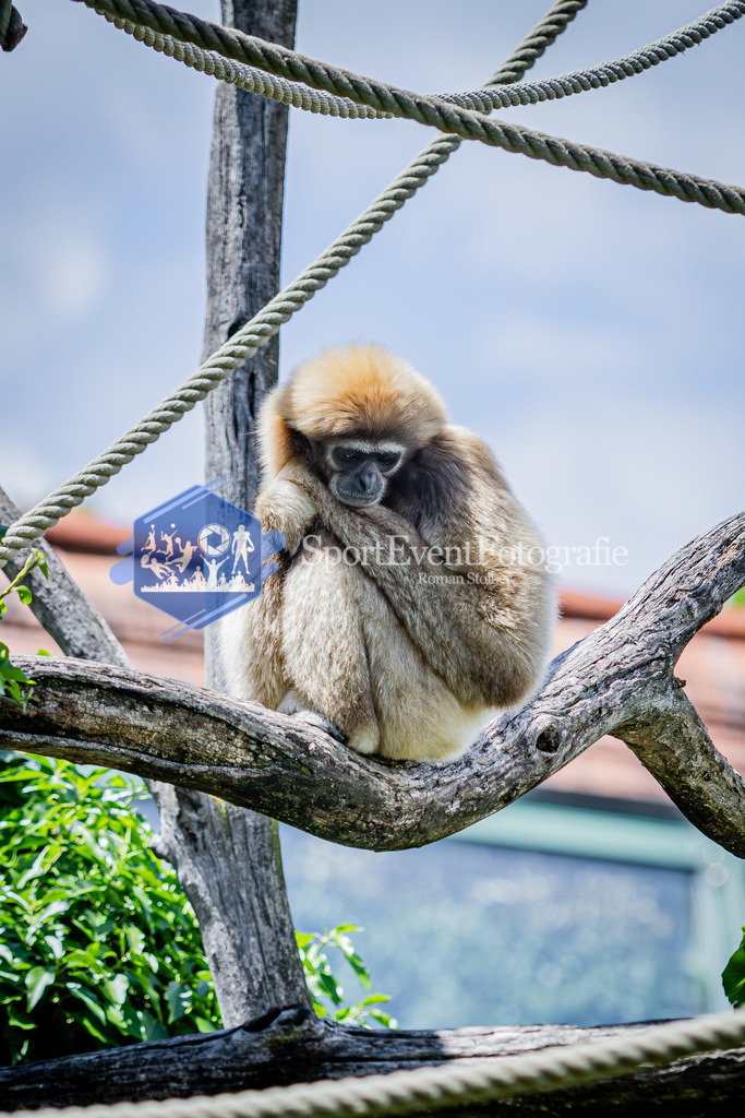 IMG_6713 | SportEventFotografie - Roman Stoiber