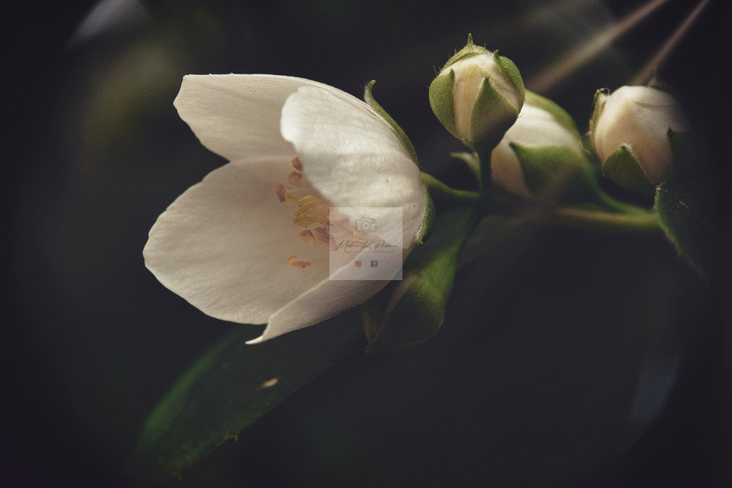 Makro - floral (57) | Buche Fotoshootings und entdecke hochwertige Fotoprodukte bei Mathias Ku Photos. Personalisiert, kreativ & mit Liebe zum Detail. Jetzt informieren! - Realisiert mit Pictrs.com