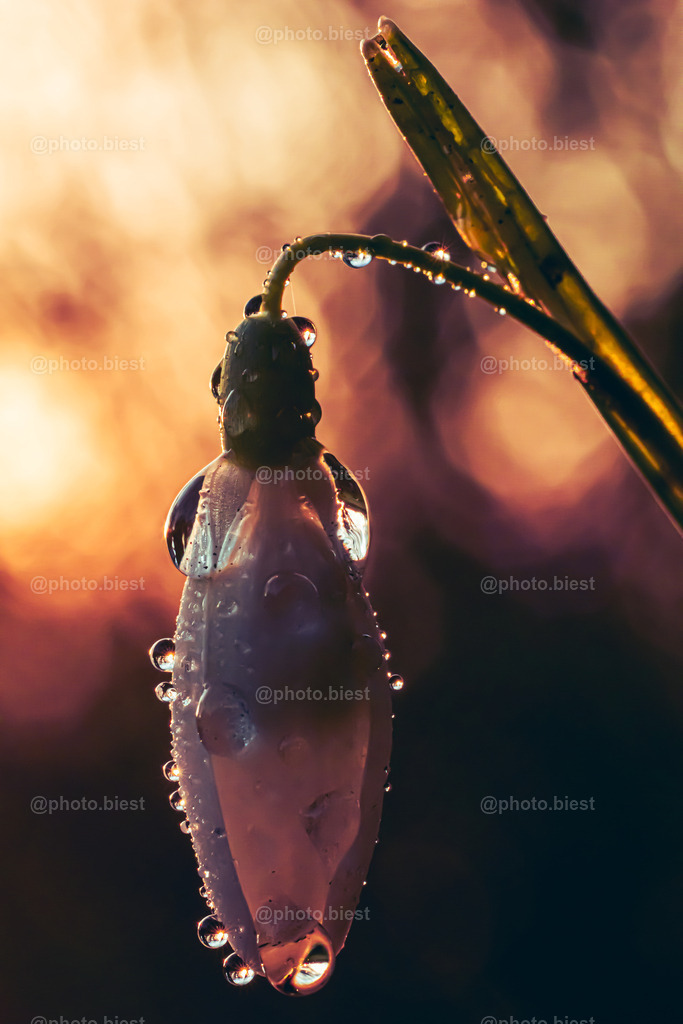 Tropfenglöckchen | Ein Schneeglöckchen im Sonnenuntergang. - Realisiert mit Pictrs.com