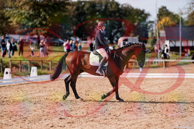 2026_10_03_Siefer-Hof_130219_Z81_56007741 | Professionelle Reitsport-, Turnier- und Eventfotografie von Robert Broda. Galerien mit ausgewählten und bearbeiteten Bildern direkt online ansehen und bestellen.