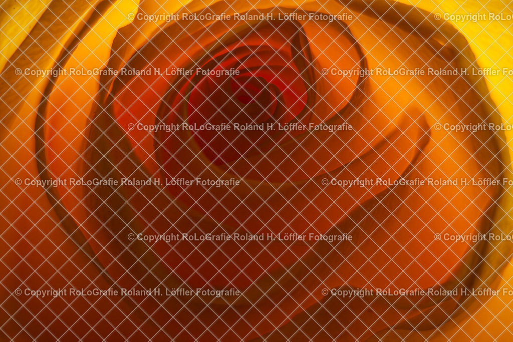 Rosa foetida_ auch deutsch Gelbe Rose_ Familie der Rosengewächse (Rosaceae) | Rosa foetida, deutsch Gelbe Rose, Aus der Familie der Rosengewächse (Rosaceae) - Realisiert mit Pictrs.com